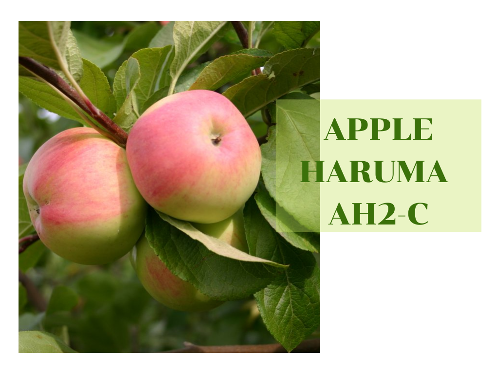 Apple Haruma AH2-C น้ำสกัดแอปเปิ้ลเข้มข้น 100% ช่วยให้ผิวนุ่ม ชุ่มชื้นและลดเลือนริ้วรอย